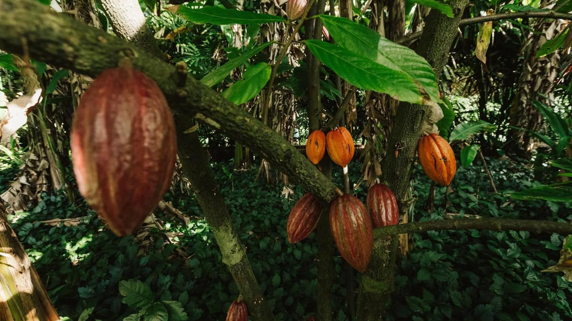 Сasa de vacaciones Villa Pali Ke Kua 201 Princeville